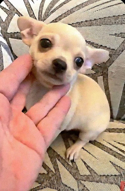 Chihuahua