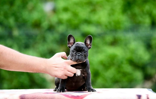 French Bulldog, puppies of top origin