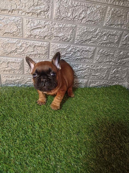 French bulldog