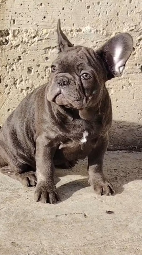 French bulldog, exotic puppies