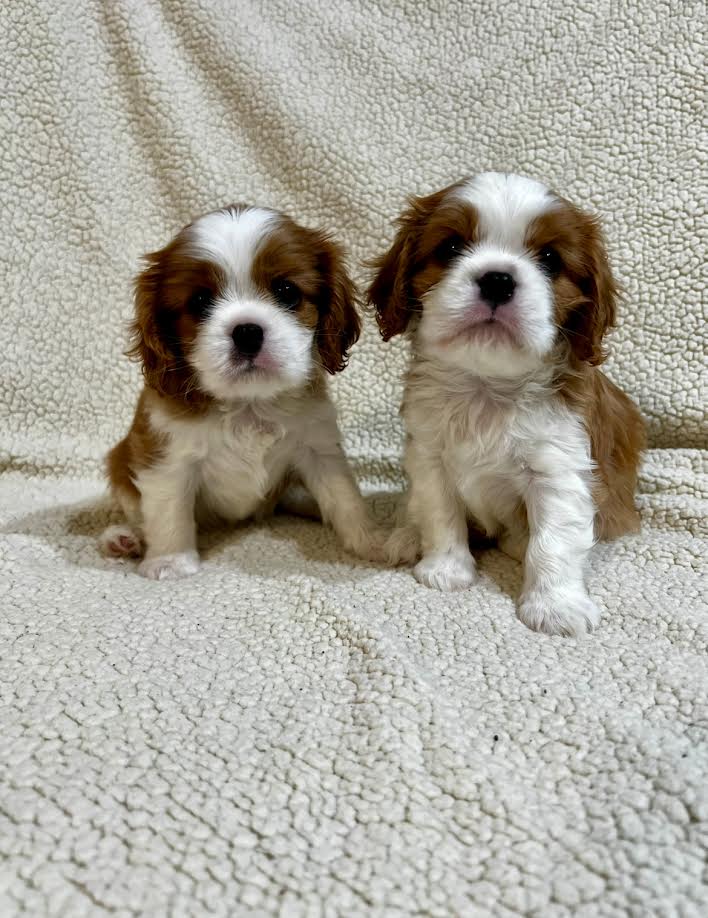 King Charles Cavalier Spaniel