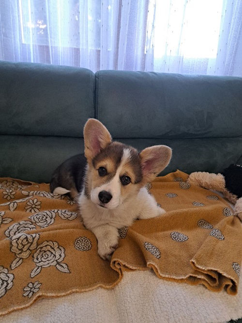 Welsh Corgi Pembroke Tricolor