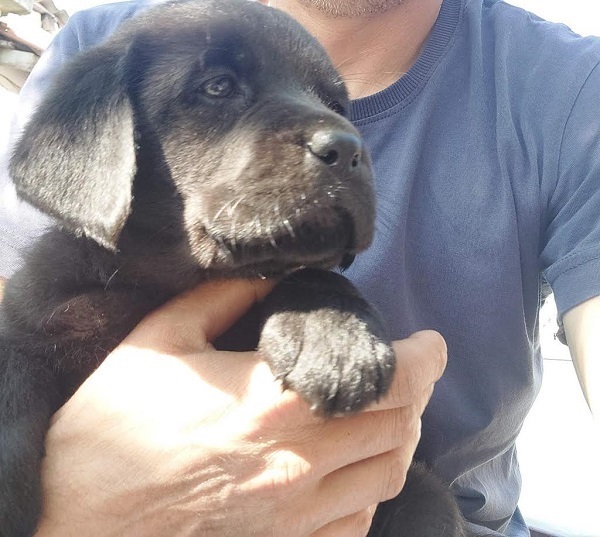 LABRADOR retriever, puppies of champion origin