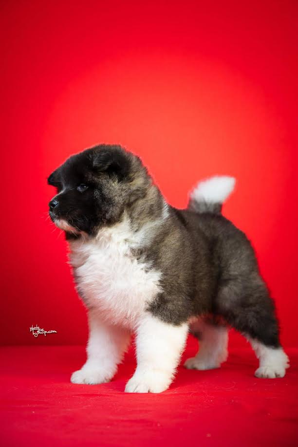 American Akita