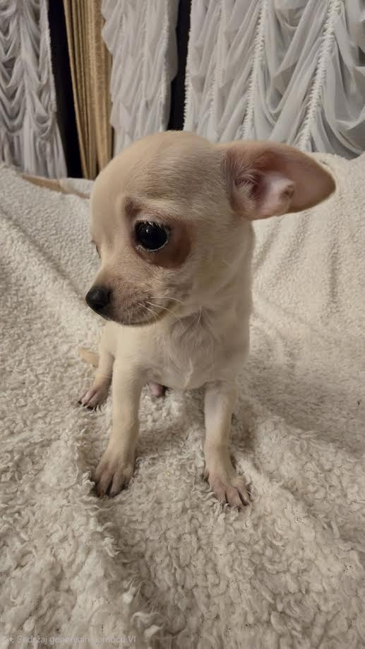 Chihuahua