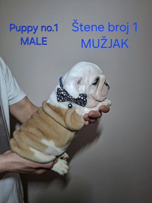 English Bulldog