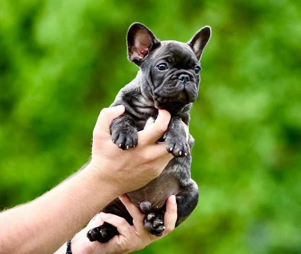 French Bulldog, puppies of top origin