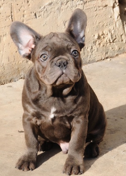 French bulldog, exotic puppies