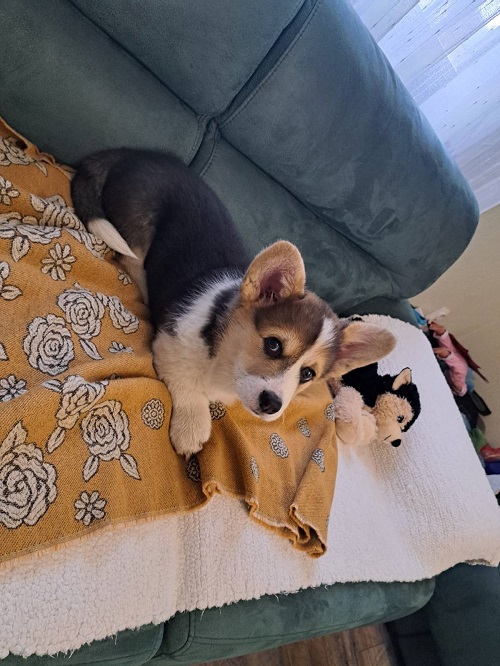 Welsh Corgi Pembroke Tricolor