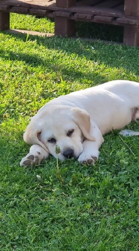LABRADOR retriever, puppies of champion origin