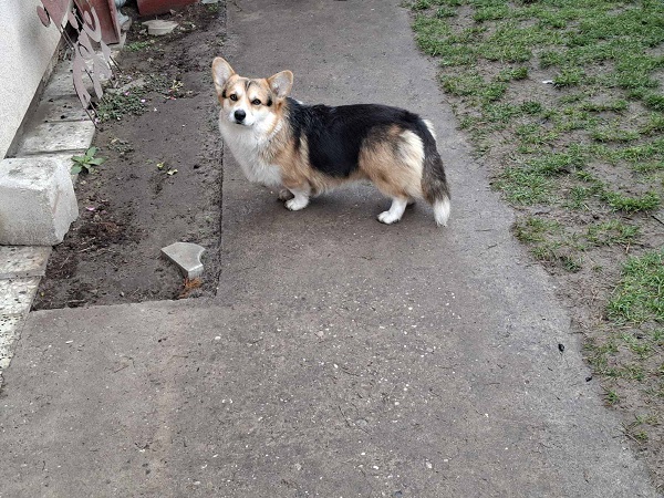 Welsh Corgi, 18 months old