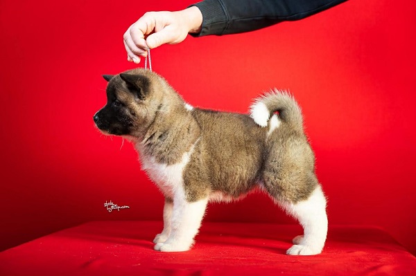 American Akita