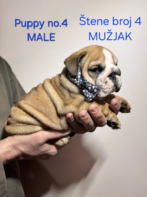 English Bulldog