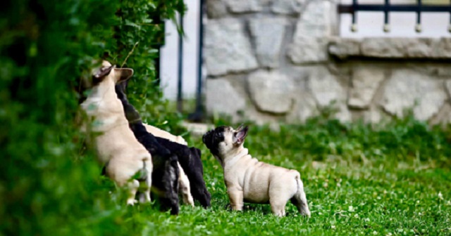 French Bulldog, puppies of top origin