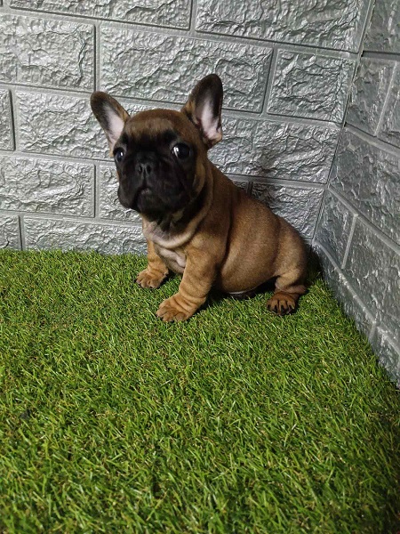 French bulldog