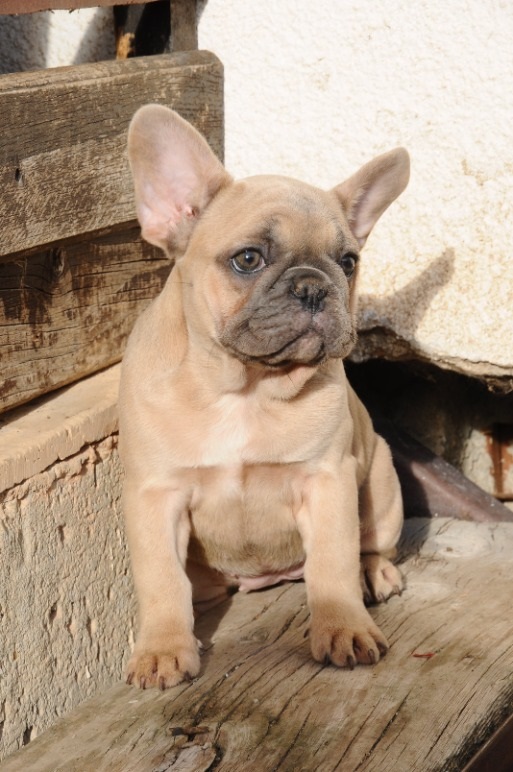 French bulldog, exotic puppies