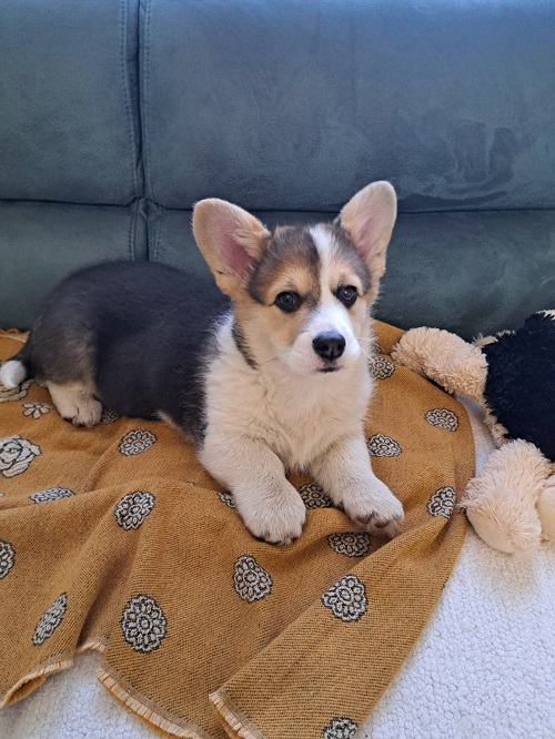 Welsh Corgi Pembroke Tricolor