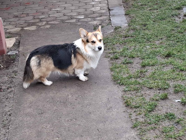 Welsh Corgi, 18 months old