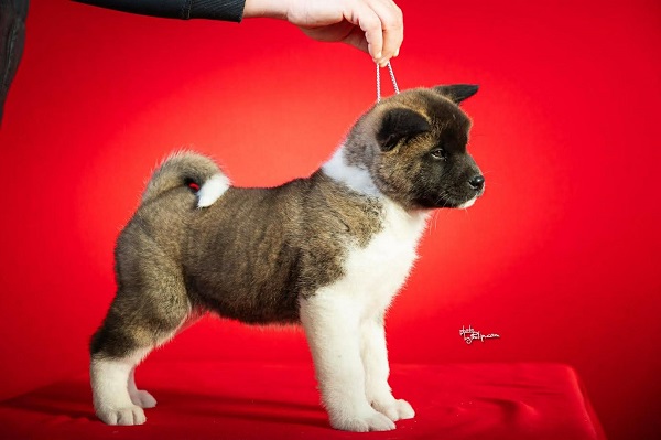 American Akita