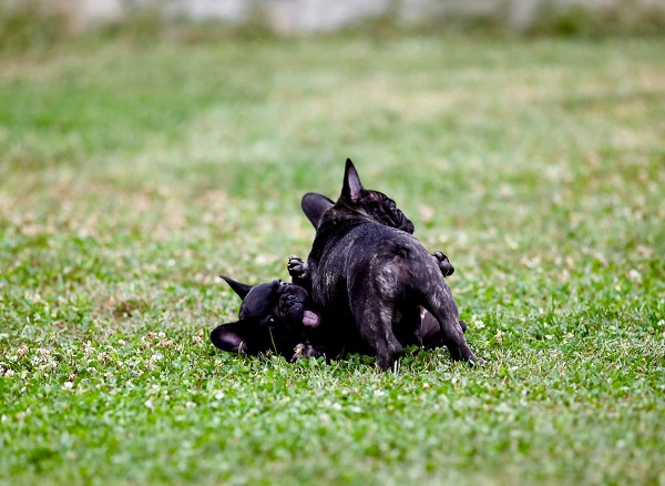 French Bulldog, puppies of top origin