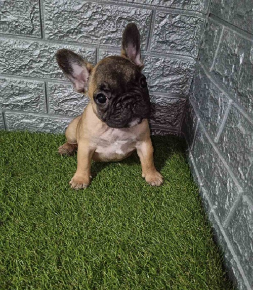 French bulldog