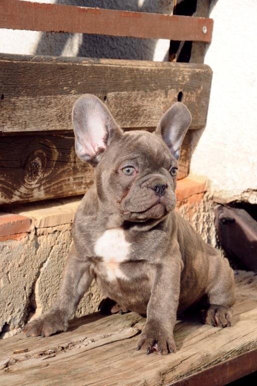 French bulldog, exotic puppies