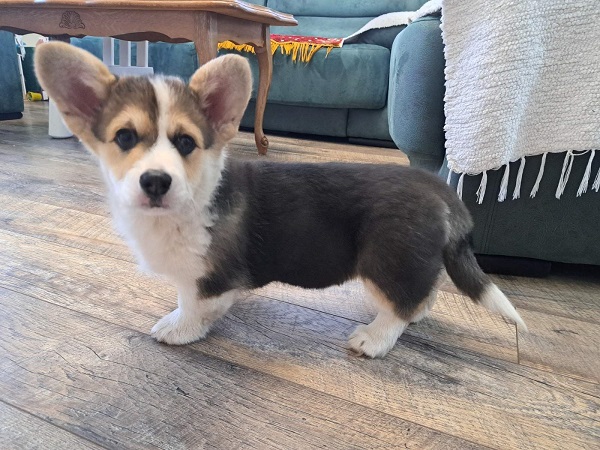 Welsh Corgi Pembroke Tricolor