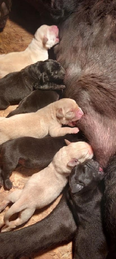 LABRADOR retriever, puppies of champion origin