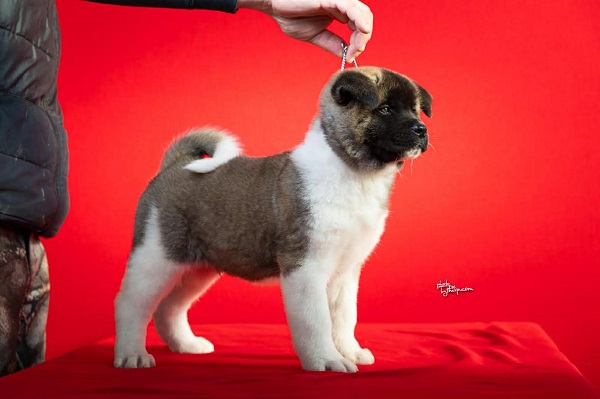 American Akita