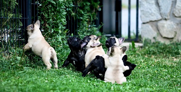 French Bulldog, puppies of top origin