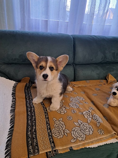 Welsh Corgi Pembroke Tricolor