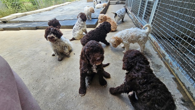 Lagotto Romagnolo, beautiful puppies