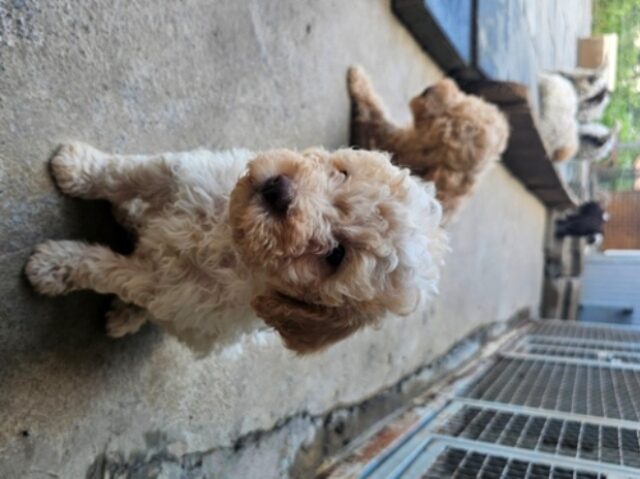 Lagotto Romagnolo, beautiful puppies