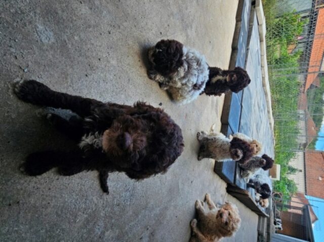 Lagotto Romagnolo, beautiful puppies