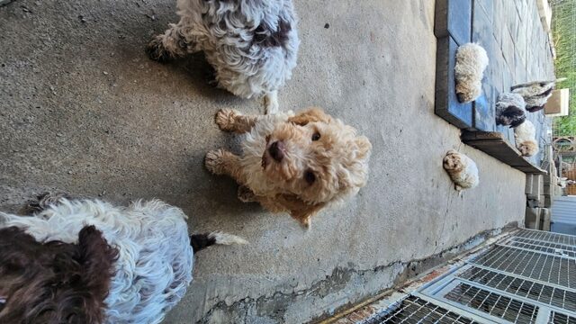 Lagotto Romagnolo, beautiful puppies