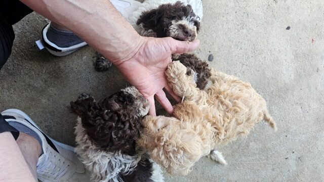 Lagotto Romagnolo, beautiful puppies