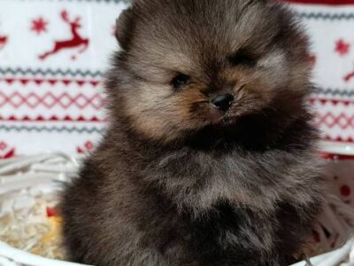 Pomeranian Spitz, female puppies