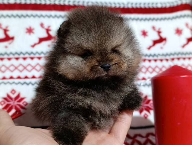 Pomeranian Spitz, female puppies