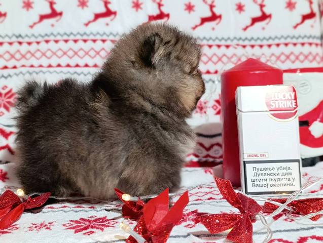 Pomeranian Spitz, female puppies