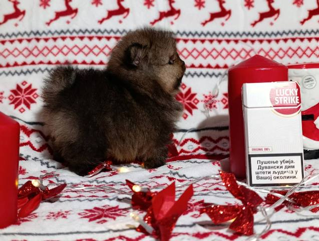 Pomeranian Spitz, female puppies