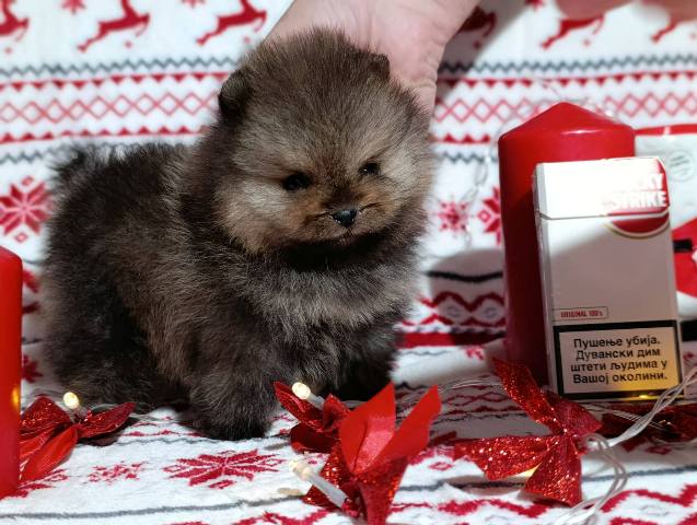 Pomeranian Spitz, female puppies