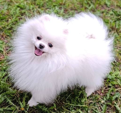 Pomeranian Spitz, female puppies