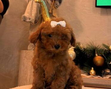 Toy poodle, female puppy