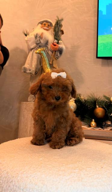 Toy poodle, female puppy