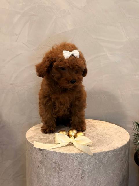 Toy poodle, female puppy