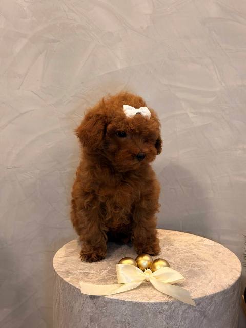 Toy poodle, female puppy