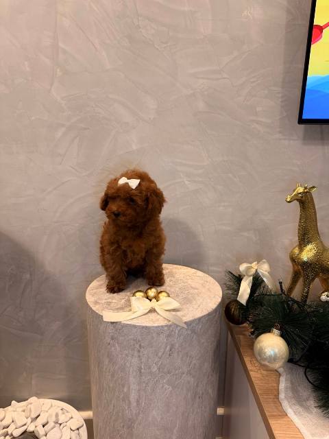 Toy poodle, female puppy