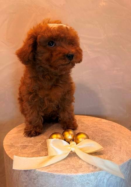 Toy poodle, female puppy