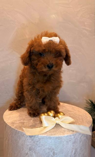 Toy poodle, female puppy