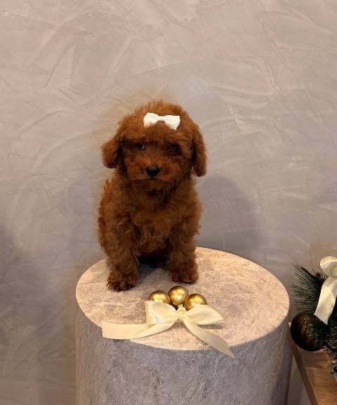 Toy poodle, female puppy